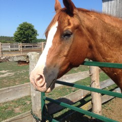 I've never lived in the country