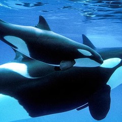 Hevy whale (miljonären remix)