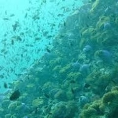 JAzzMachine17 SubMarin--RageAuxRequinsDétruitTrop  Loom Musique