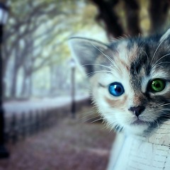 FELINEZ - UPGRATEDADE