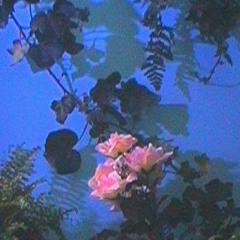 ｒｏｓａｅ  ［  ｗ／  ｓｔｏｗｅ  ］