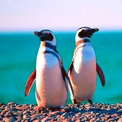 Penguins on the Beach