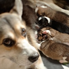 Dog puppies - squeak