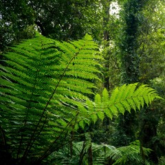 Peter Jaczewski - Forest Ferns