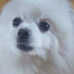 Goodbye To A Doggo