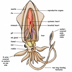 TENTACOLOGY VI