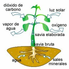 fotosintesis de las plantas