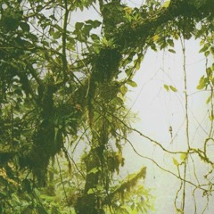 In The Jungle
