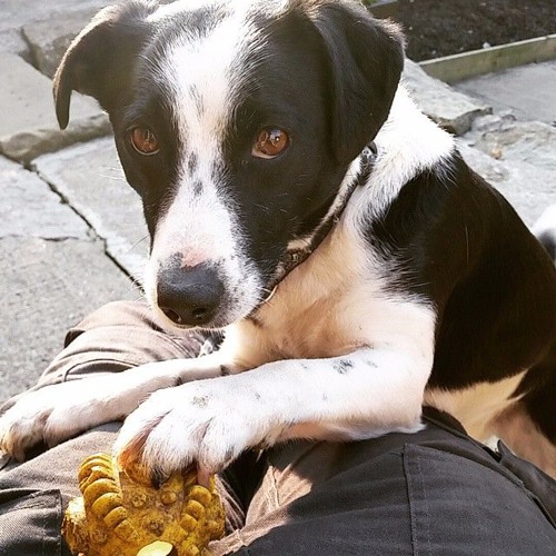 Stream What Is A Bunny Boiler? Andrew Ft Dorzi & Benn by Cole Blundell