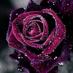 Velvet