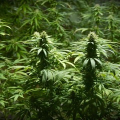 jmac ft kc so gone challenge freestyle