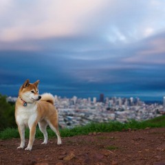 Shibas and Views