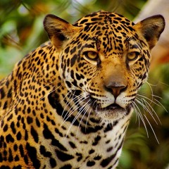 La Patria - Horacio Quiroga (Audiocuento)