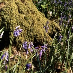 Bluebells Set Wet In The Moss (Original - Capt. Murphy "Between Friends")
