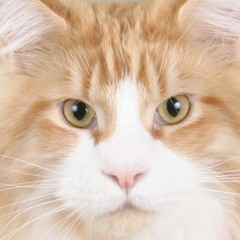 A Farewell To Brahms