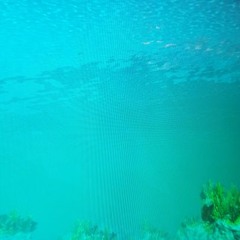 sea life.
