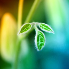 Phase One - HAM PRODUCTION