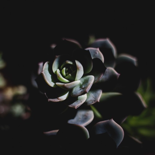 Trauma Sensitivity, Mindfulness, & Yoga