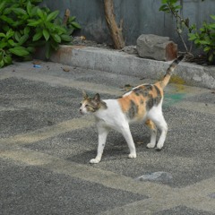 All I Ask by Adele (Cover)