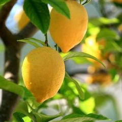 Lemon Tree Cover