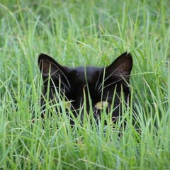 Lurkin' - The TJP, Jus10, Mr.See(Prod. MisterMojo)