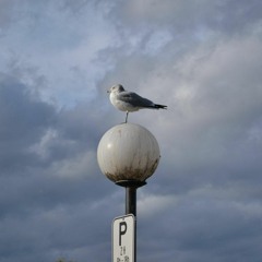 Tiny birds