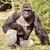 Artwork for mlg my name is john cena 21 deez nuts harambe lol