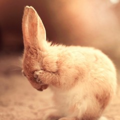 Group exam #1 (The Bunny Song)