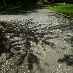 Asience(坂本龍一) strings arr.