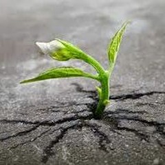 Concrete Rose Ft. Ivy Love & Rob V