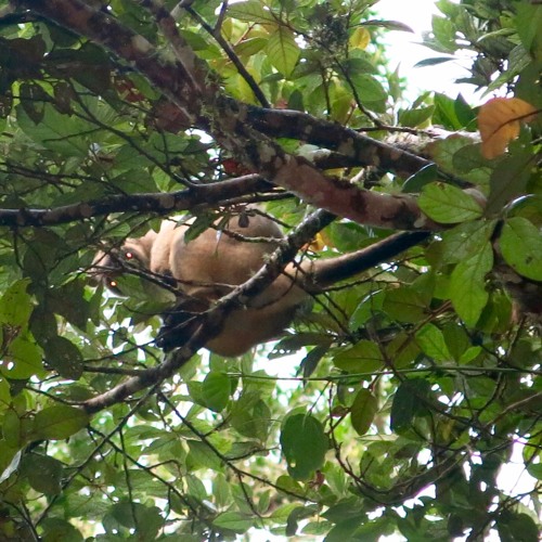 Lumholtz Tree Kangaroo Mt Hypipamee