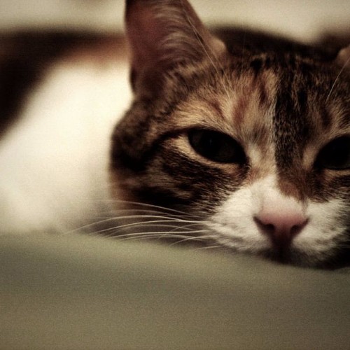 Perfection of solitude - (Version 2)