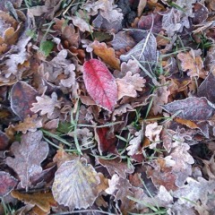 all the little beautiful things