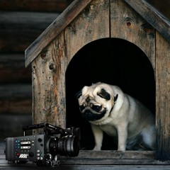 Tips for Shooting Event Video - Video Dogpound Poscast E26