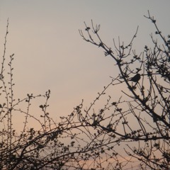 Blackbird
