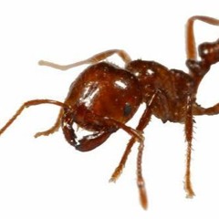 Fire Ant