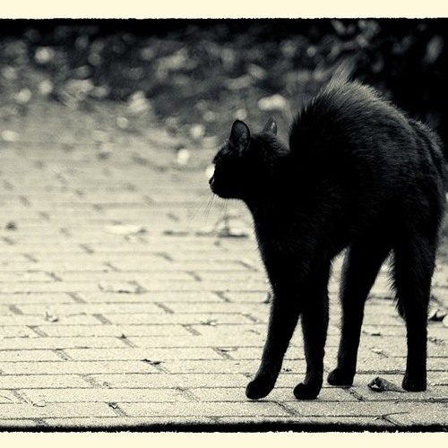 Black Cat Crossing with Freddy K
