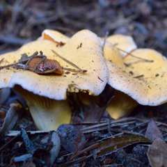 Chanterelles And Butter Boletes