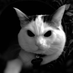 Dimër