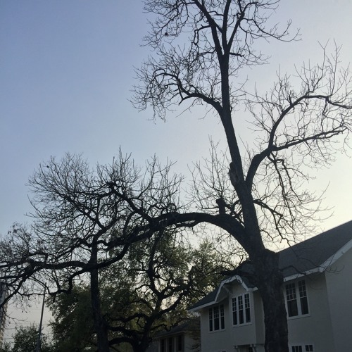 loneliness w/ ginseng