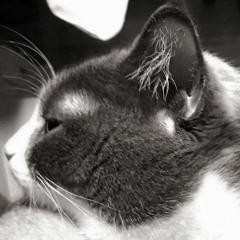 Маркиза голодает (утренняя рапсодия)