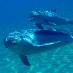 Shane collins Sounds From Above #31