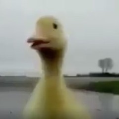 Acid duck