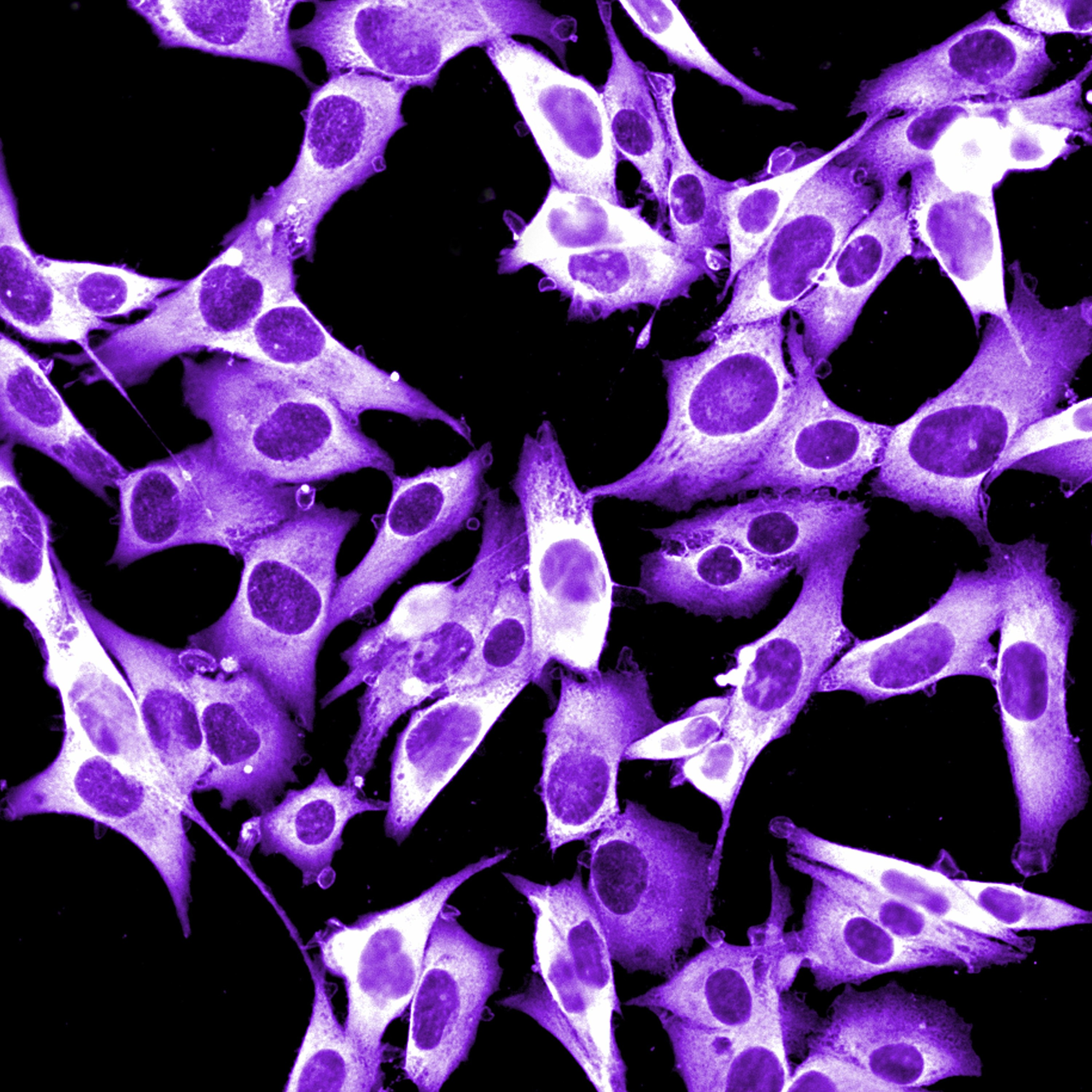 cover of episode Melanoma up Close