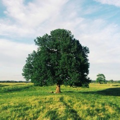 DLA Acoustic - Live In Field #1 Rada Raga