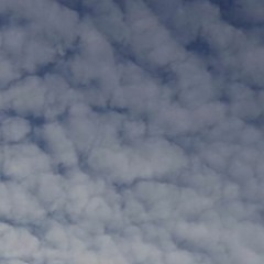 Las Abejas- Guys And Gals (Cover)