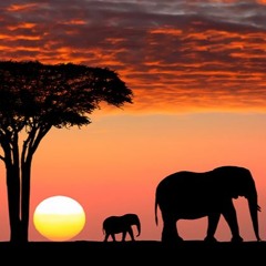Barrabas - Wild Safari (David Penn  Extended Version Remix)