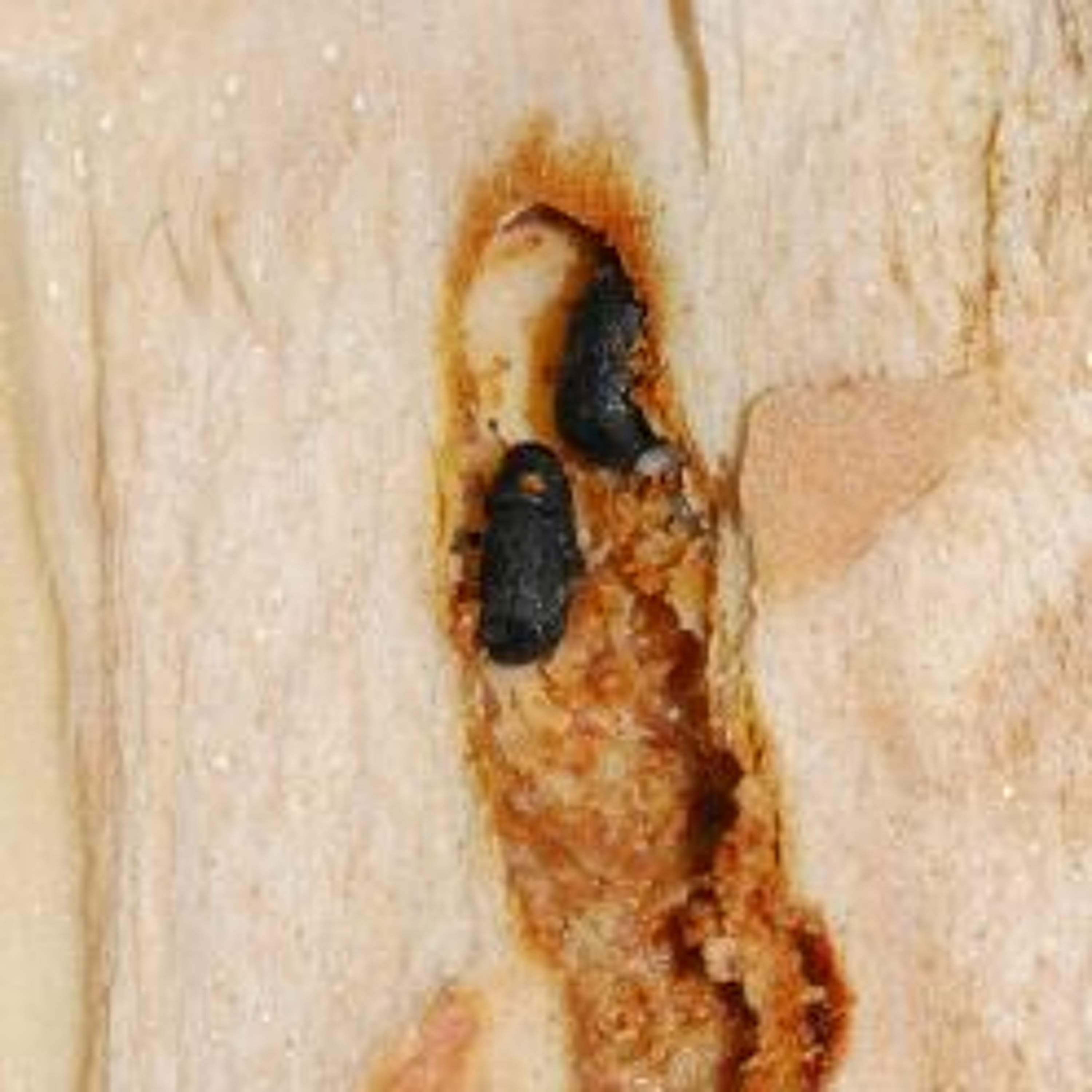 Spruce Beetles:  Colorado's Most Damaging Pest 5 Years Running episode artwork