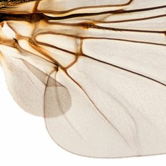 INSECTS & SWARMS Sound Library Preview