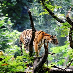 .Welcome To The Jungle